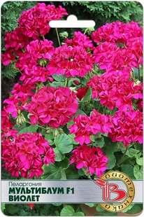 ����������  ���������� F1 ������