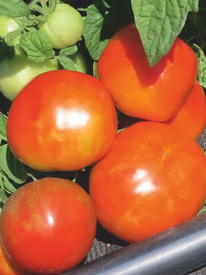 ����� �������. �������!