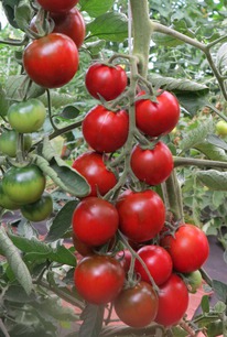 ����� F1 �����