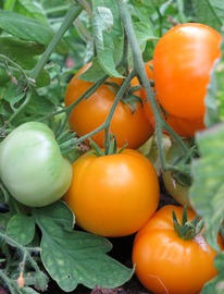 ����� �������