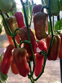 ����� F1 ���������