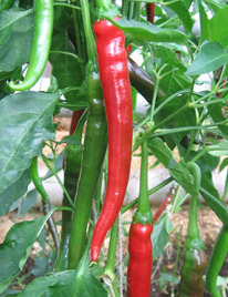 ����� ������ (������)