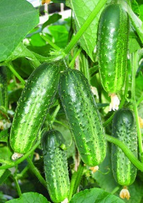 ������ F1 ���