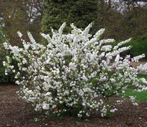 ����� ����� �����