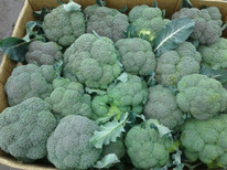 ������ ������� �������� ������ F1 : 10�� Syngenta