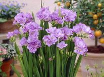    (Freesia Blue) 5 .
