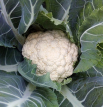 ������ ������� ������� ��� F1 : 20�� Syngenta