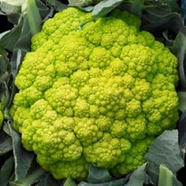 ������ ������� ������� ��������� F1 : 10�� Rijk Zwaan