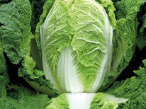 ������ ������� ��������� ������� F1: 20�� Takii