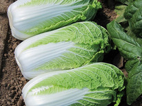 ������ ������� ��������� ������ F1: 20�� Takii