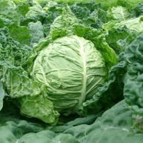 ������ ������� ��������� ������ F1 : 10�� Rijk Zwaan