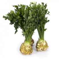 ������ ��������� ��������� ��������� : 20�� Rijk Zwaan