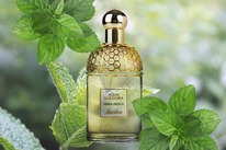 Guerlain Aqua Allegoria Herba Fresca  25%  31.05